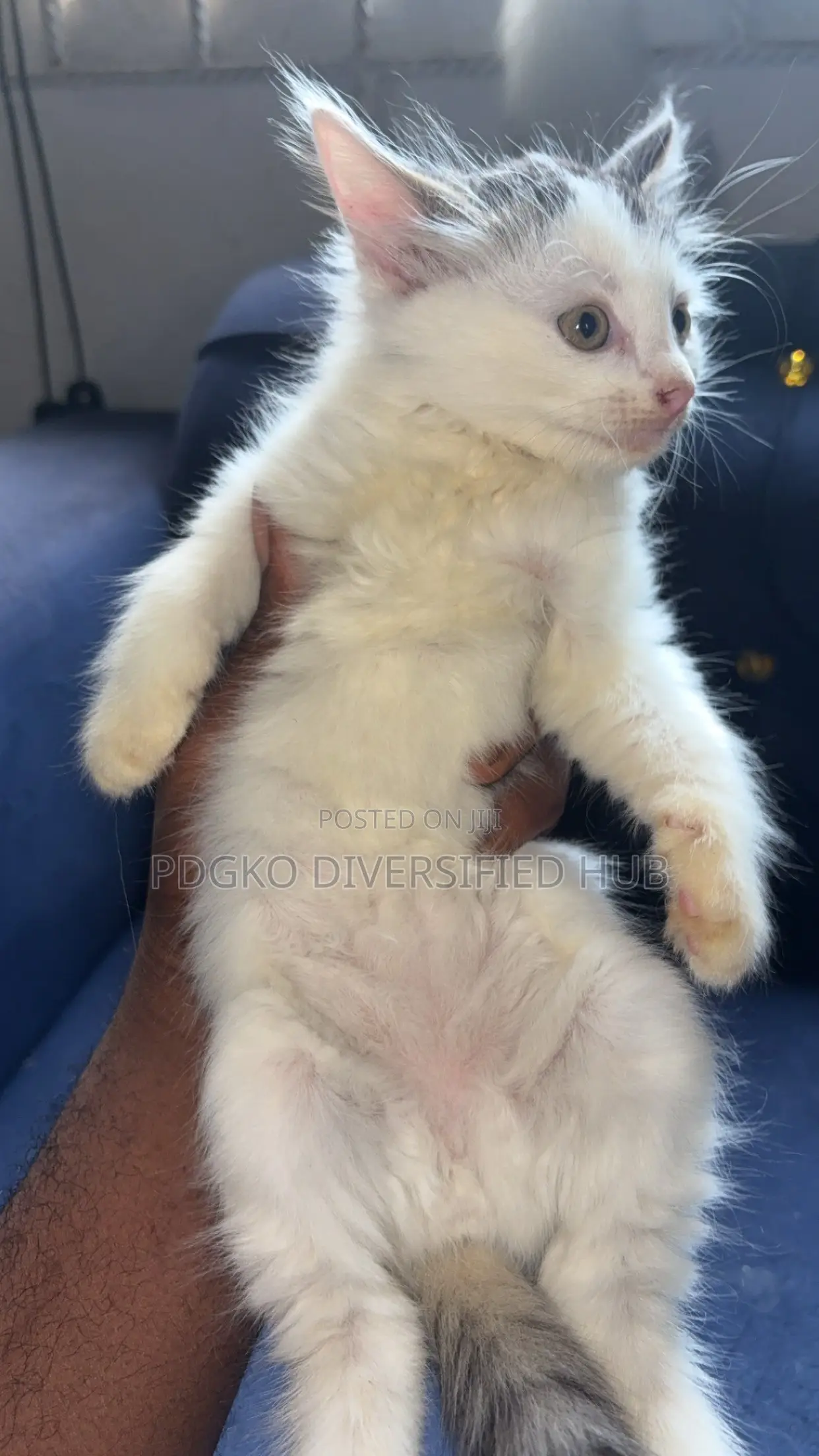 1-3 months Male Purebred Turkish Angora