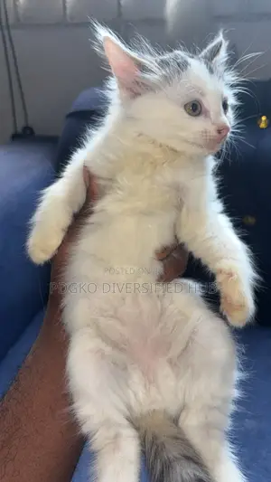 1-3 months Male Purebred Turkish Angora