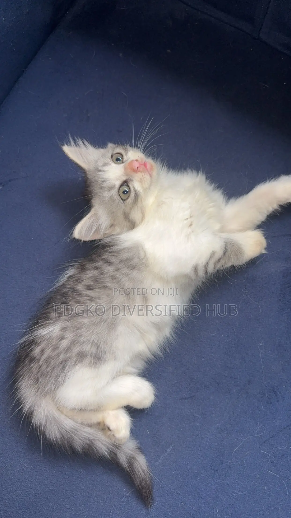 1-3 months Male Purebred Turkish Angora