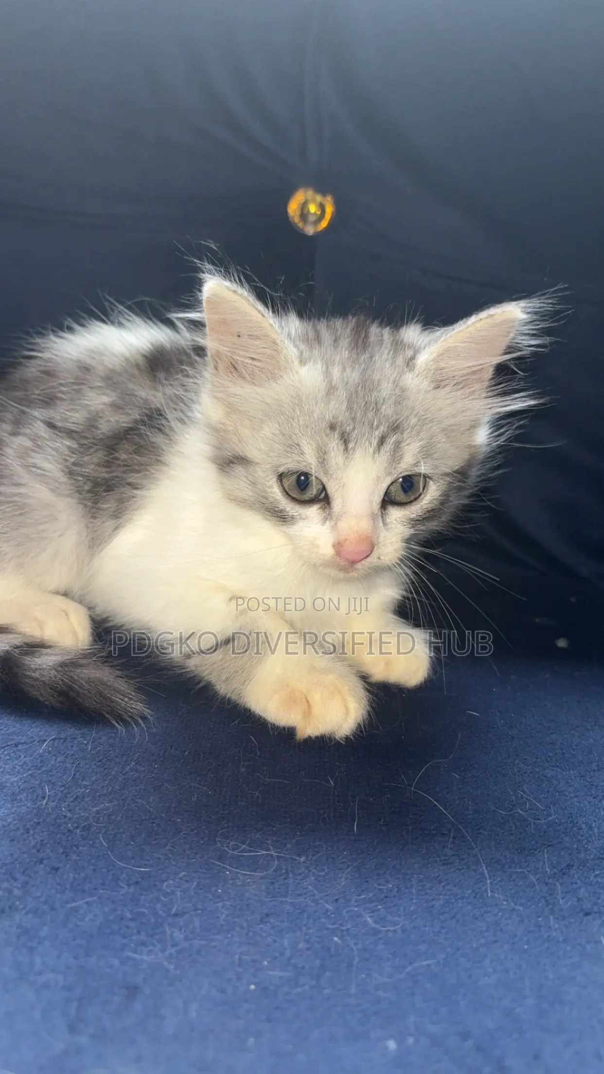 1-3 months Male Purebred Turkish Angora