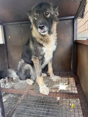 1+ year Female Purebred Caucasian Shepherd