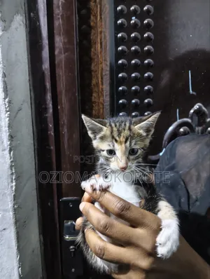 1-3 months Female Mixed Breed Tabby