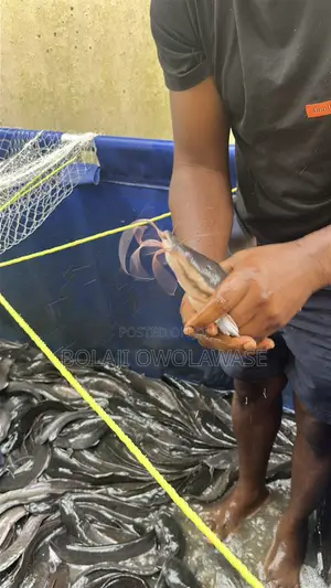 Fresh Cat Fish