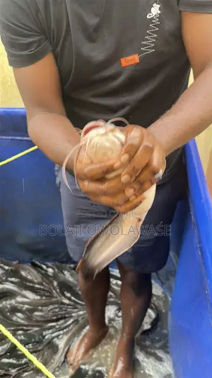 Fresh Cat Fish