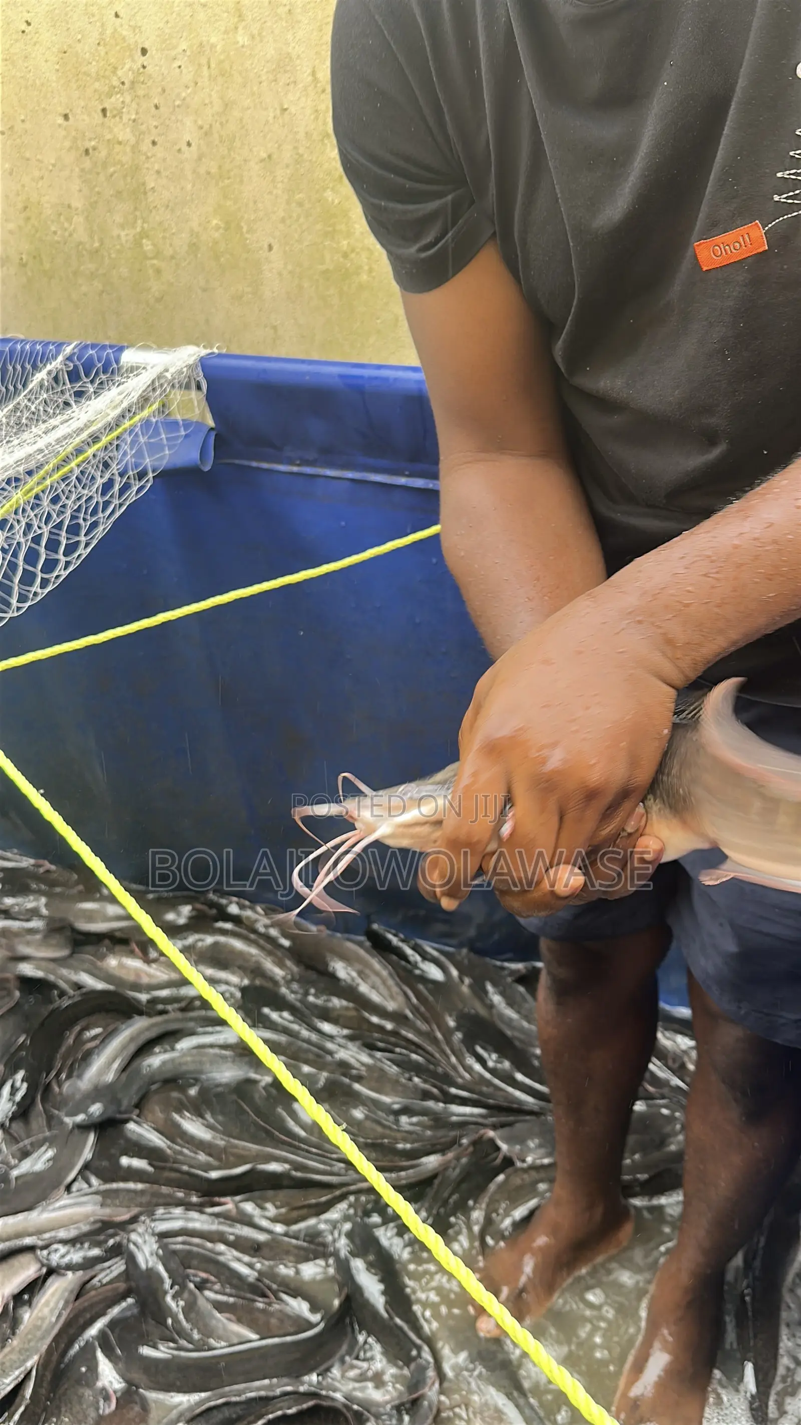 Fresh Cat Fish