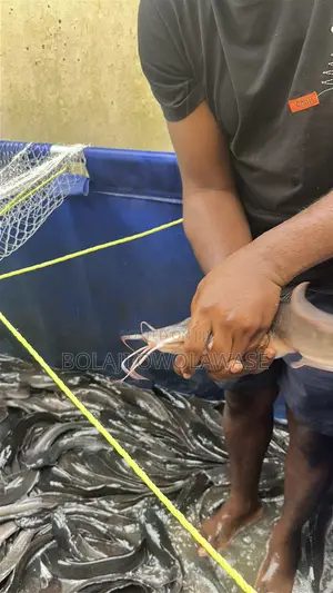 Fresh Cat Fish