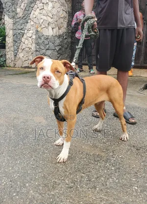 1+ year Female Purebred American Pit Bull Terrier