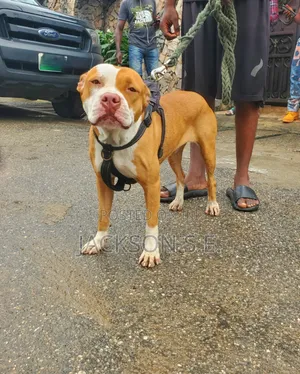 1+ year Female Purebred American Pit Bull Terrier