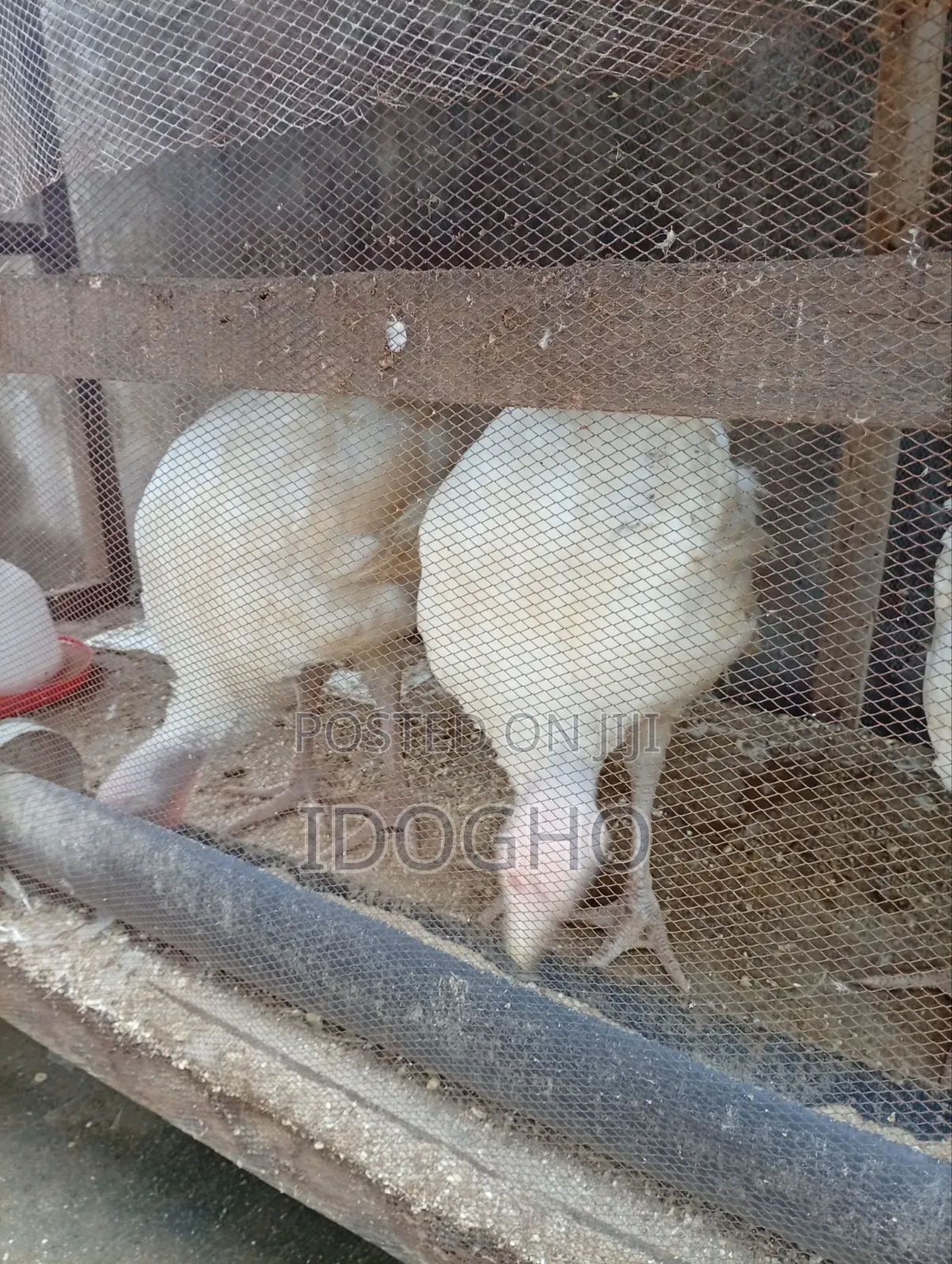 Foreign Turkey