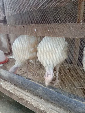 Foreign Turkey