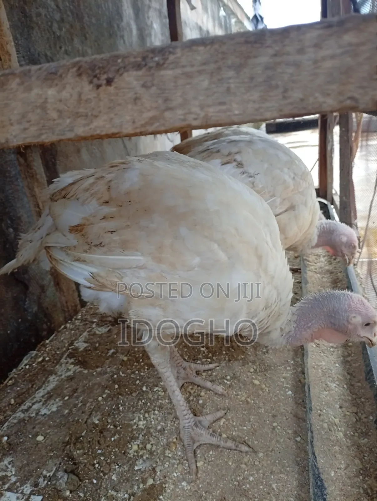Foreign Turkey