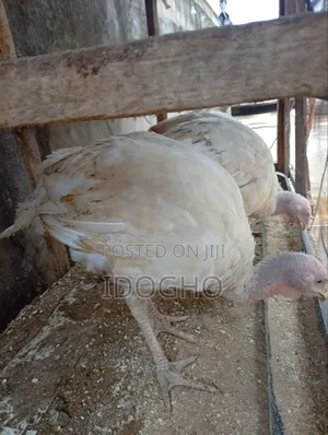 Foreign Turkey