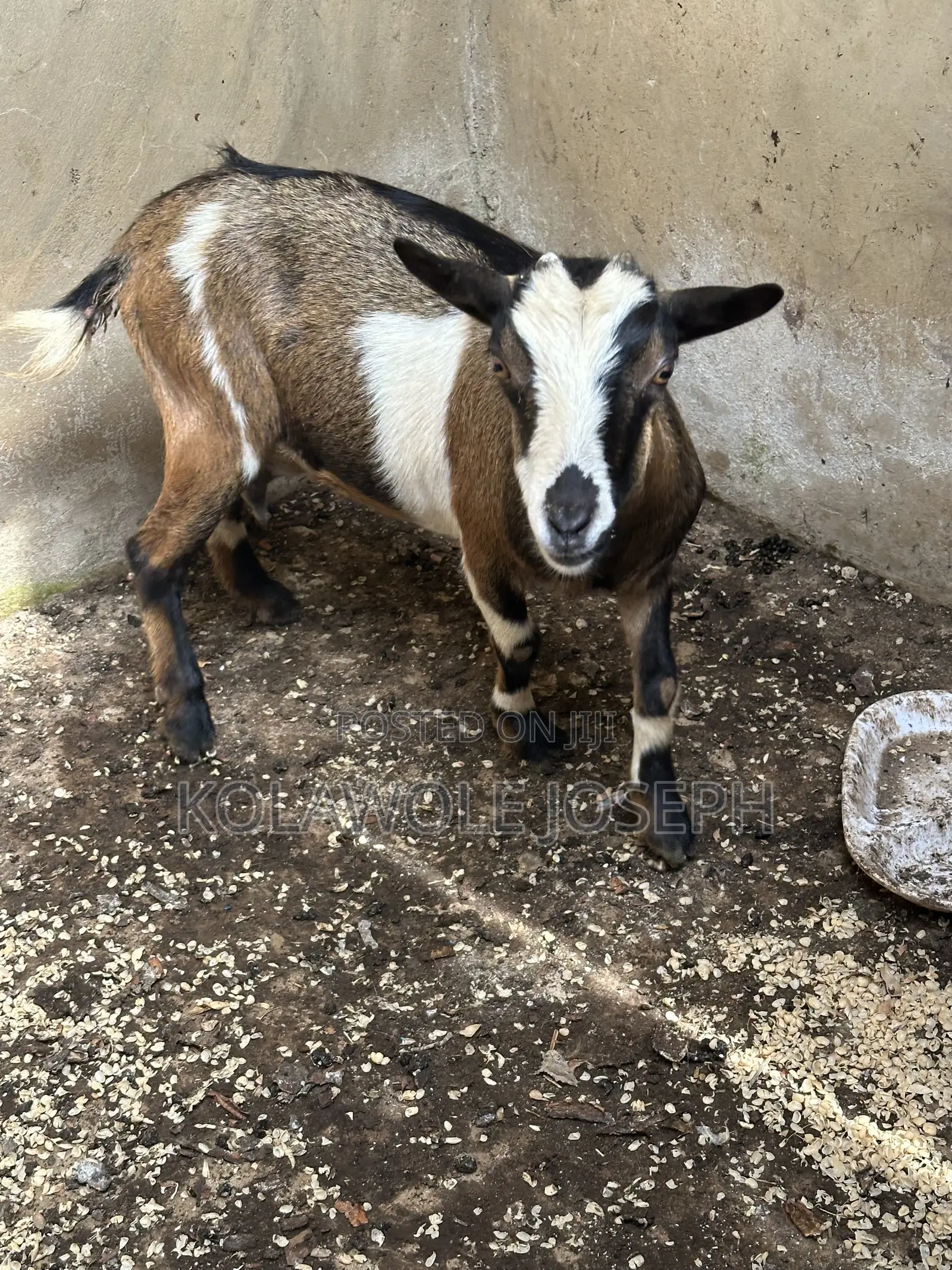 Female Goat