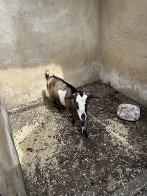 Female Goat