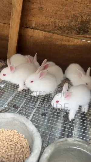Healthy 4-Week-Old Rabbits Available for Sale