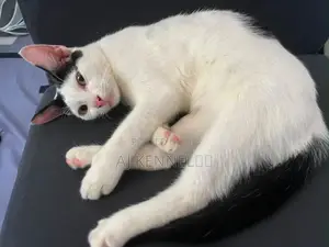 1-3 months Male Purebred American Shorthair