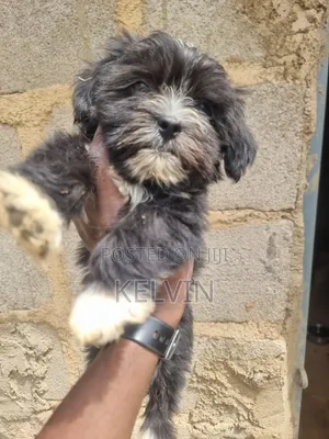 1-3 months Male Purebred Lhasa Apso