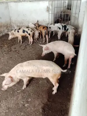 Experience Worker Needed in a Pig Farm
