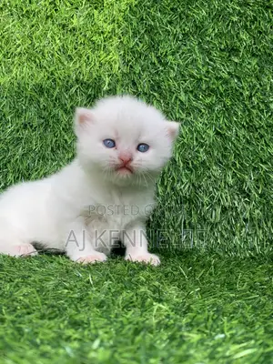 1-3 months Male Purebred Persian