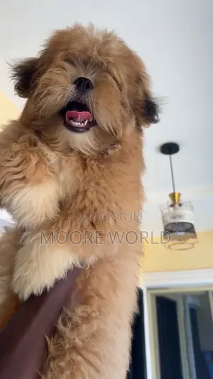 3-6 months Male Purebred Lhasa Apso
