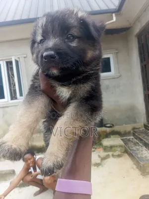 1-3 months Male Purebred German Shepherd
