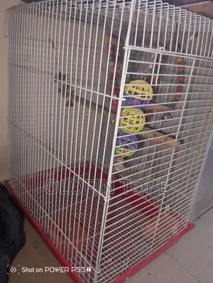 Big Bird Cage