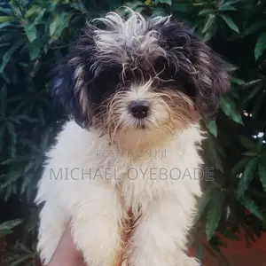 3-6 months Male Purebred Lhasa Apso