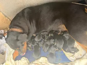 0-1 month Male Purebred Rottweiler