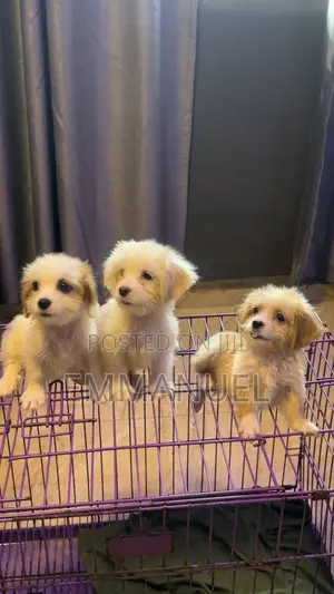 1-3 months Male Purebred Lhasa Apso
