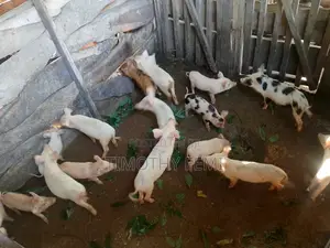 Pig and Piglet for Sale