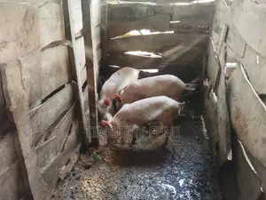 Piggery Selling
