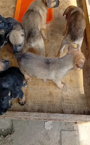 0-1 month Female Purebred Boerboel