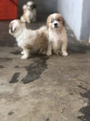 1-3 months Female Purebred Lhasa Apso