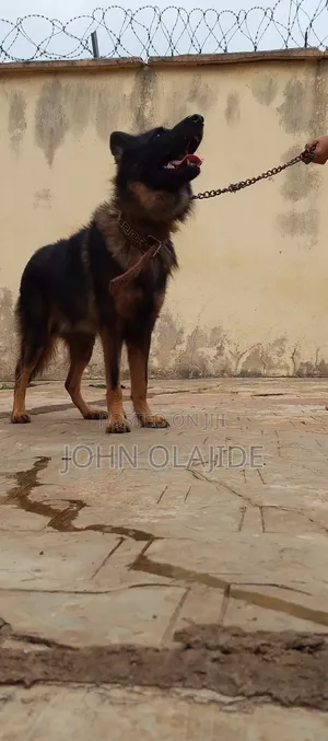1+ year Male Purebred German Shepherd