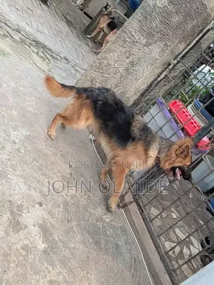 6-12 months Female Purebred German Shepherd