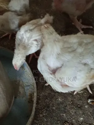 Broilers Chicken From Six Weeks