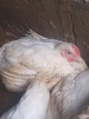 Live, Fresh and Matured Chicken at JRG Farms