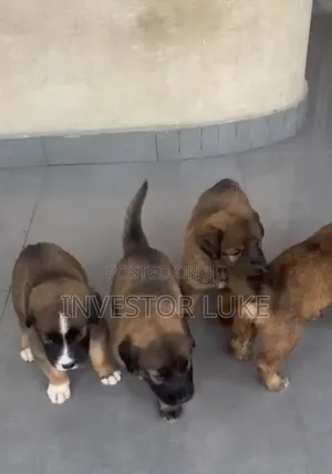 1-3 months Male Purebred Caucasian Shepherd
