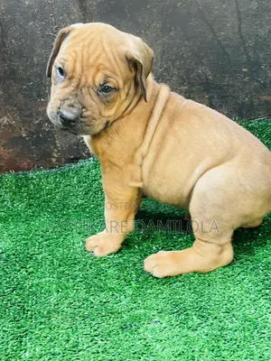 1-3 months Male Purebred Boerboel
