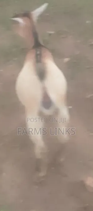 A Teenage Female Goat