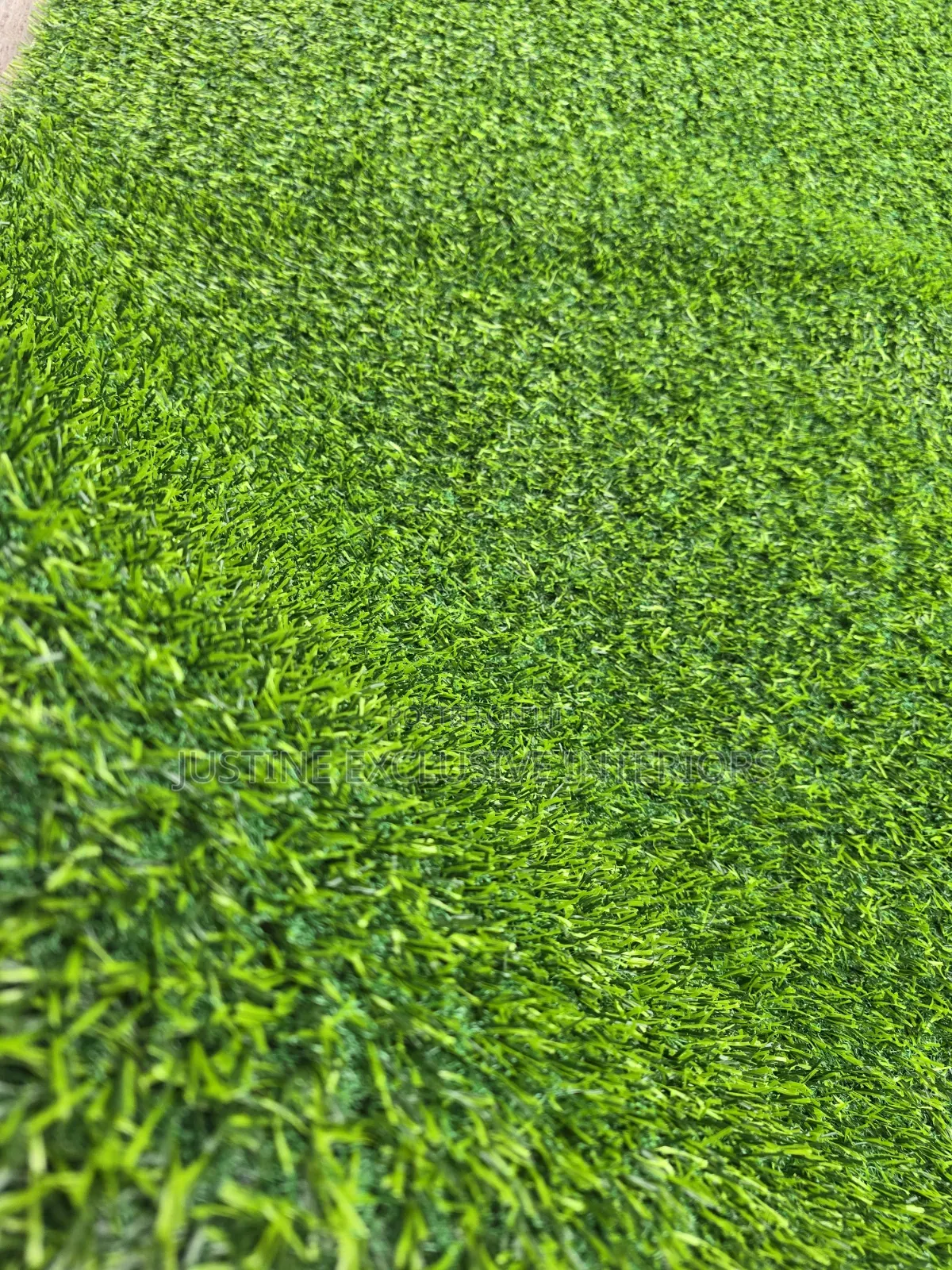 Premium Carpet Grass