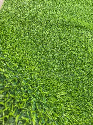 Premium Carpet Grass