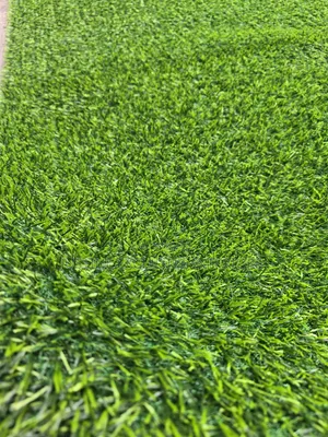 Premium Carpet Grass