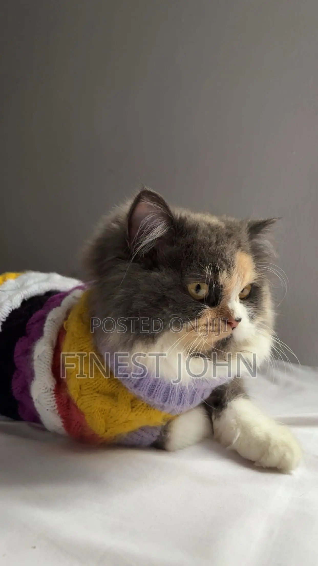 1+ year Female Purebred Persian