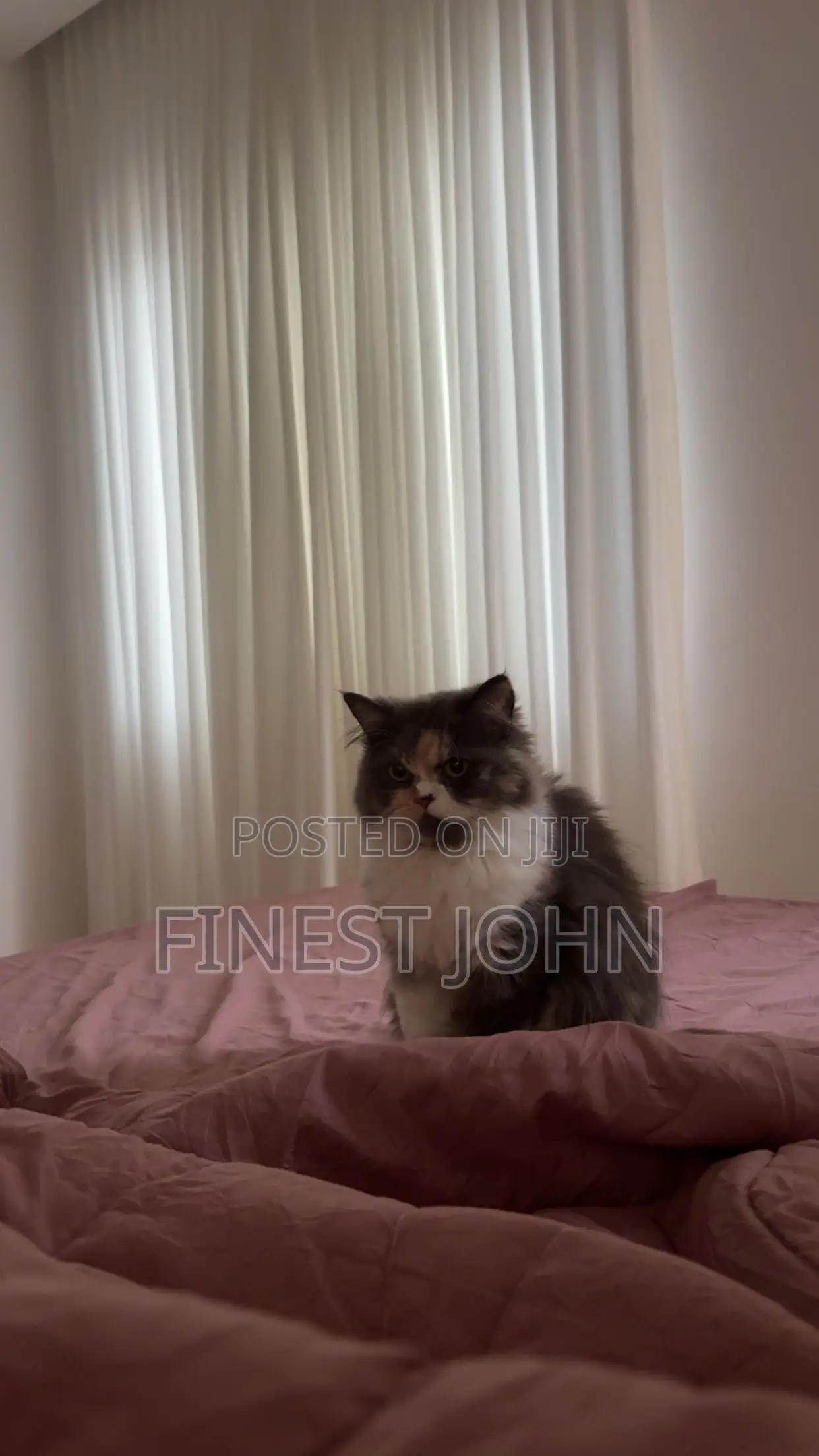 1+ year Female Purebred Persian