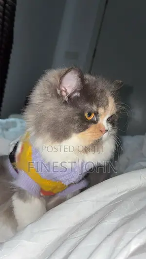 1+ year Female Purebred Persian