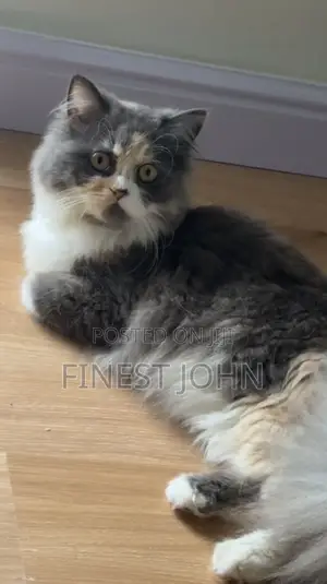 1+ year Female Purebred Persian