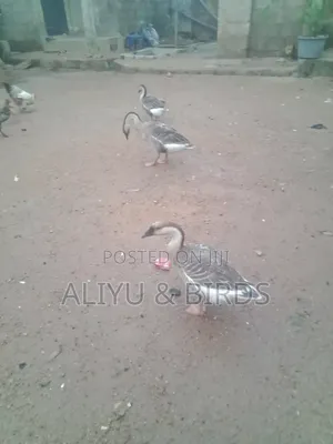 One Male, Two Female Chinese Geese