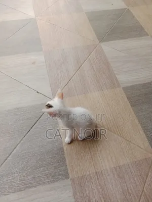1-3 months Male Purebred Cat