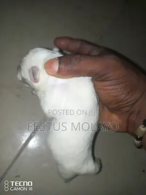 1-3 months Female Purebred American Eskimo